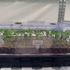 Plantas de cannabis cultivadas en Garray.