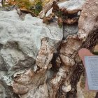El olmo real que inspiró el poema de Machado, marcado por la grafiosis y convertido en símbolo literario