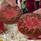 Un tomate de variedad tradicional, jugoso y de semillas oscuras, ejemplo del tipo de fruto que se obtiene a partir de semillas antiguas recuperadas