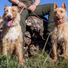 El curso de adiestramiento de perros de caza tendrá lugar en Castillejo.
