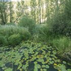 Bosque de Soria