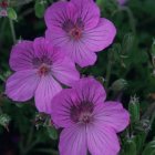 El geranio de El Paular destaca por sus flores rosadas y crece en enclaves muy concretos de Soria, Madrid, Guadalajara y Zaragoza