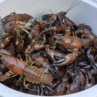 Cubo de cangrejos recién pescados en Soria.