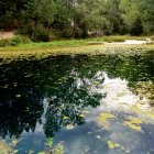 Reflejos naturales del bosque primaveral de La Fuentona