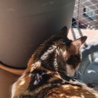 Una gata busca la sombra este fin de semana entres unas macetas.
