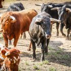 Los animales durante el Desencajonamiento.