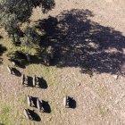 Montanera en la dehesa Charra. Cerdos de raza ibérica pura en una finca cerca de Retortillo.