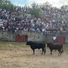 Dos toros ya en los corrales en el encierro de la Comprilla.