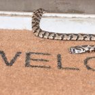Las serpientes pueden aparecer de forma puntual en patios, jardines o accesos a viviendas, generalmente en busca de refugio o alimento.