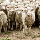 Las ovejas merinas protagonizaron durante siglos la trashumancia soriana, una actividad que llegó a mover unas 50.000 cabezas de ganado y de la que hoy solo queda un último rebaño de 1.200 animales.