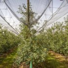Manzanos en la finca de La Rasa, considerada una de las mayores plantaciones de manzanas de Europa.