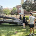 Varias personas mirando el árbol caído en las piscinas de Almazán.