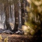 Imagen de archivo de un incendio reciente en el pinar de Tardelcuende.