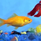 Si estos peces siguen en el agua, el impacto sobre el ecosistema puede ser fatal