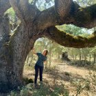 Nafría quiere recuperar la memoria y el paisaje de sus encinas centenarias.
