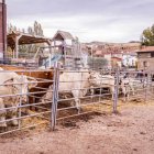 Puestos de ganado de la feria ganadera de Borobia.