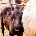 Animales en uno de los expositores de ganado en la feria de Borobia del año pasado.