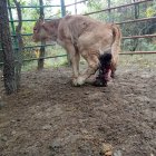 Uno de los terneros dañados en la explotación de José Manuel Cornejo.