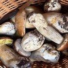 Boletus recolectados en la zona de Pinares esta semana.