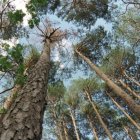 Bosque en Covaleda