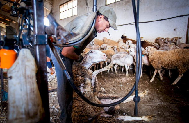Esquilado de ovejas en Soria. MARIO TEJEDOR