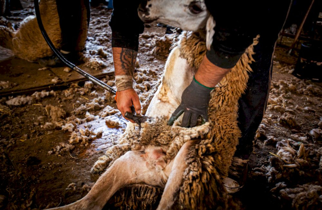 Esquilado de ovejas en Soria. MARIO TEJEDOR