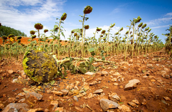 Campos de girasol dañados tras la granizada de Peroniel - MARIO TEJEDOR (4)