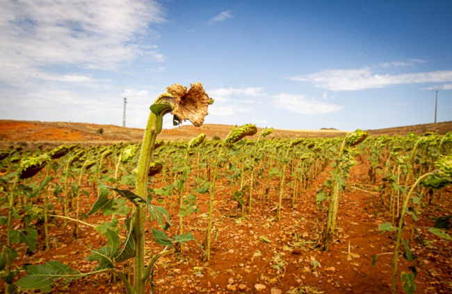 Campos de girasol dañados tras la granizada de Peroniel - MARIO TEJEDOR (6)