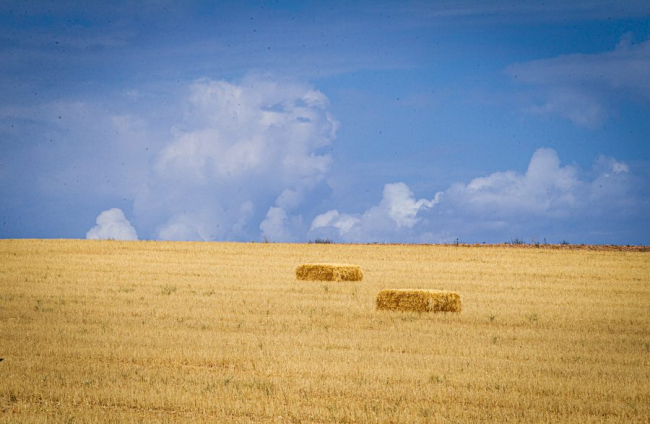 Campos de girasol dañados tras la granizada de Peroniel - MARIO TEJEDOR (11)