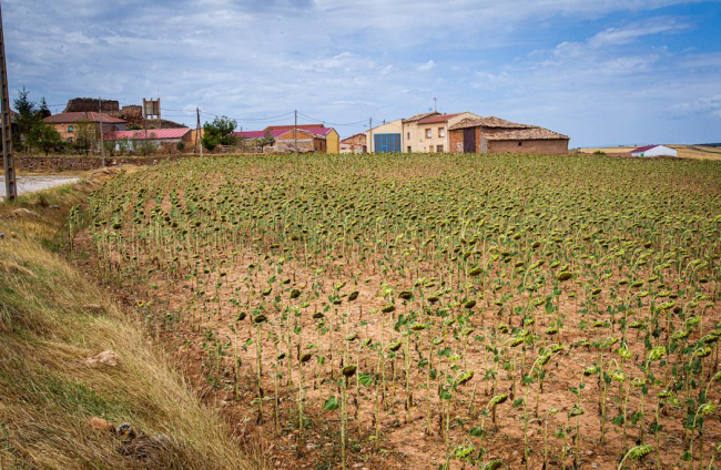 Campos de girasol dañados tras la granizada de Peroniel - MARIO TEJEDOR (12)