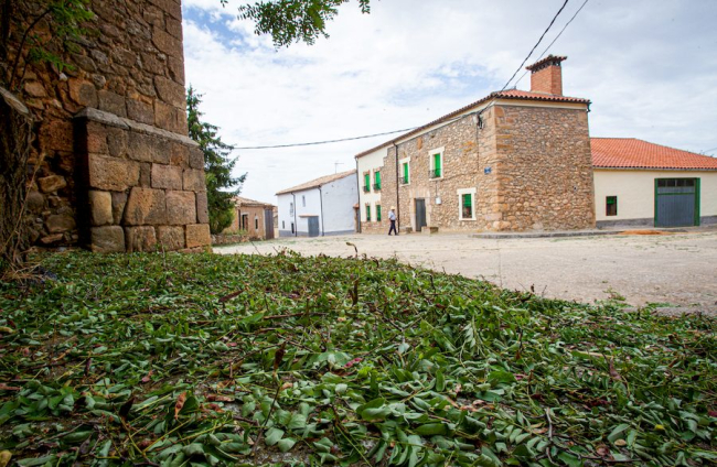 Campos de girasol dañados tras la granizada de Peroniel - MARIO TEJEDOR (15)