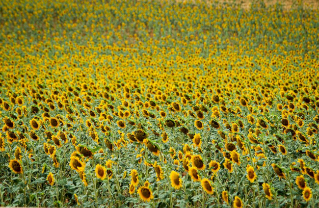 Campos de girasol dañados tras la granizada de Peroniel - MARIO TEJEDOR (18)