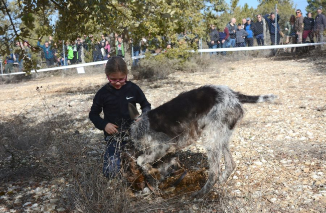 Concurso de caza de trufa con perro.-R. FERNÁNDEZ