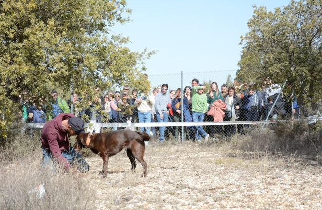 Concurso de caza de trufa con perro.-R. FERNÁNDEZ