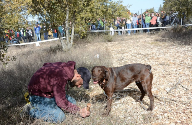Concurso de caza de trufa con perro.-R. FERNÁNDEZ