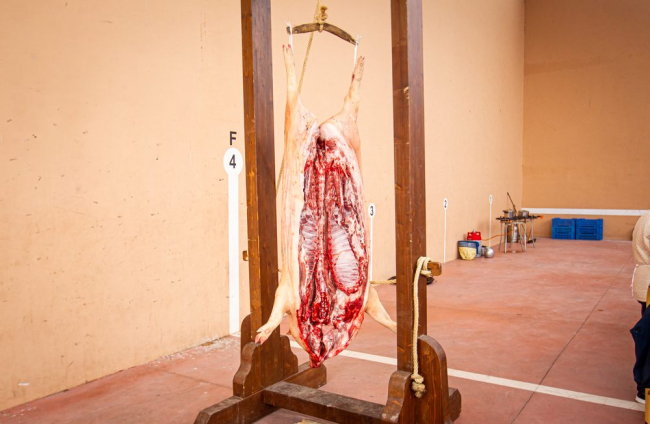 La matanza del cerdo en Garray. MARIO TEJEDOR (5)