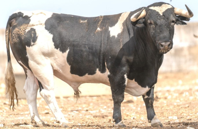 Los toros del Sábado Agés (6)