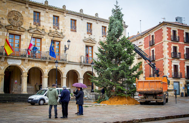 Instalación del arbol navideño en la Plaza mayor. MARIO  TEJEDOR (1)
