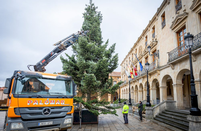 Instalación del arbol navideño en la Plaza mayor. MARIO TEJEDOR (6)