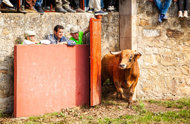 El desencajonamiento es el primer festejo en el monte de San Juan 2023. - MARIO TEJEDOR