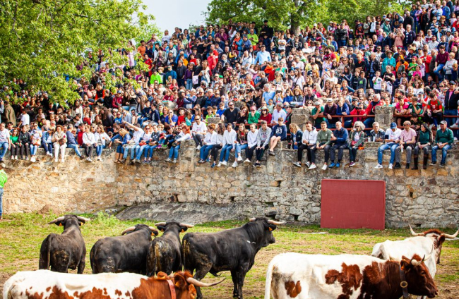 El desencajonamiento es el primer festejo en el monte de San Juan 2023. - MARIO TEJEDOR