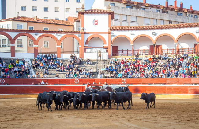 Los toros del viernes de San Juan desembarcan en la Plaza. MARIO TEJEDOR (55)