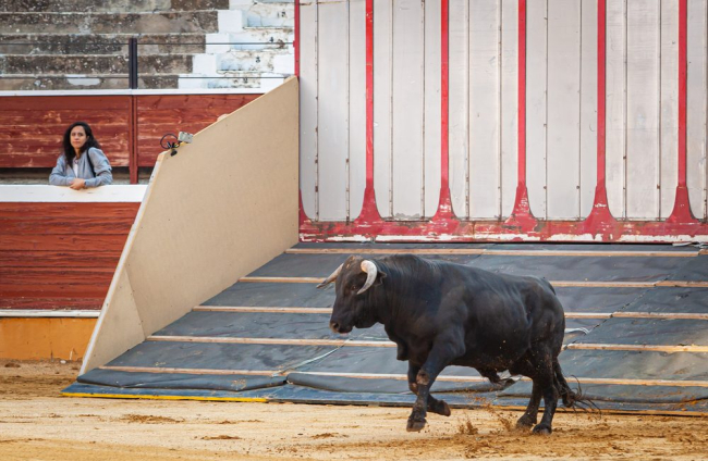Los toros del viernes de San Juan desembarcan en la Plaza. - MARIO TEJEDOR
