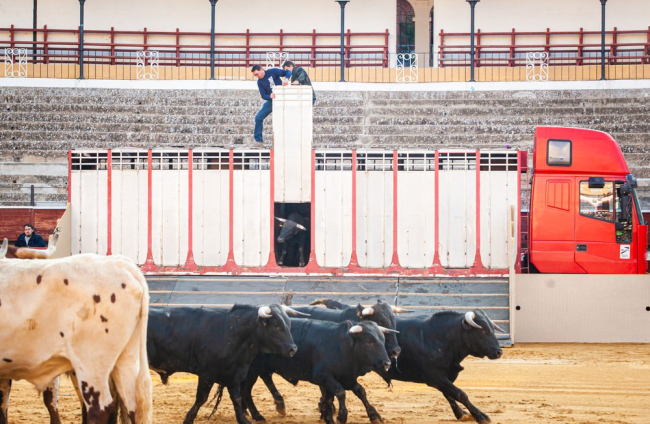 Los toros del viernes de San Juan desembarcan en la Plaza. - MARIO TEJEDOR