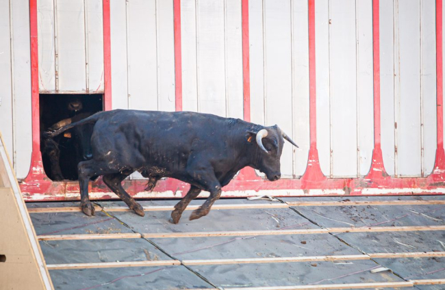 Los toros del viernes de San Juan desembarcan en la Plaza. - MARIO TEJEDOR