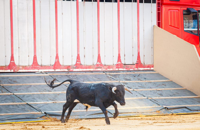 Los toros del viernes de San Juan desembarcan en la Plaza. - MARIO TEJEDOR