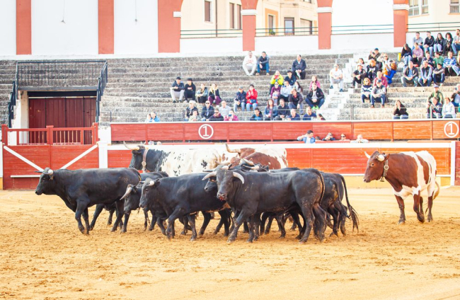 Los toros del viernes de San Juan desembarcan en la Plaza. - MARIO TEJEDOR