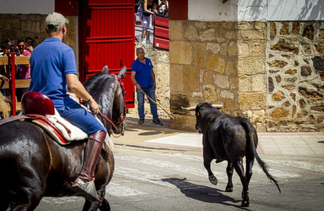 Tramo urbano y llegada de los toros - MARIO TEJEDOR (7)