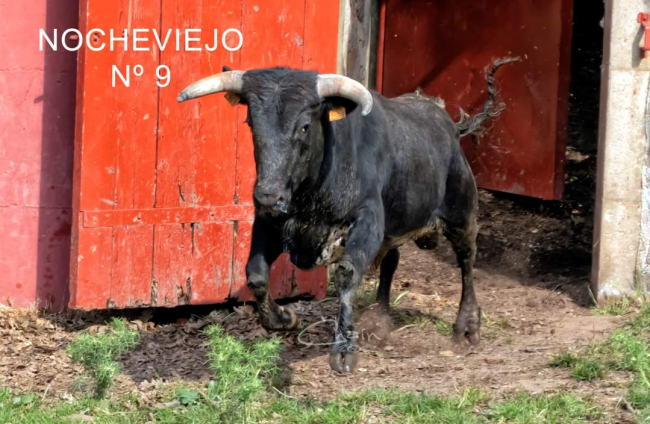 Nocheviejo. Los 'toricos' de San Juan en Valonsadero. J.L.CHAÍN