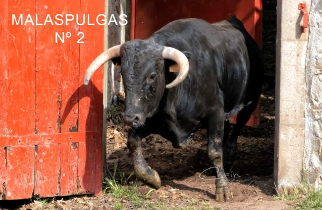 Malaspulgas. Los 'toricos' de San Juan en Valonsadero. J.L.CHAÍN